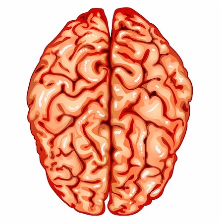 Illustration body part vector, human brain top view Stock Photo - Budget Royalty-Free & Subscription, Code: 400-04305403