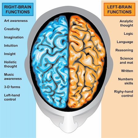 Illustration body part,human brain left and right functions Stock Photo - Budget Royalty-Free & Subscription, Code: 400-04305448