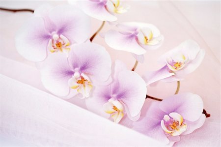 simsearch:400-04596018,k - orchid close-up Stockbilder - Microstock & Abonnement, Bildnummer: 400-04305528