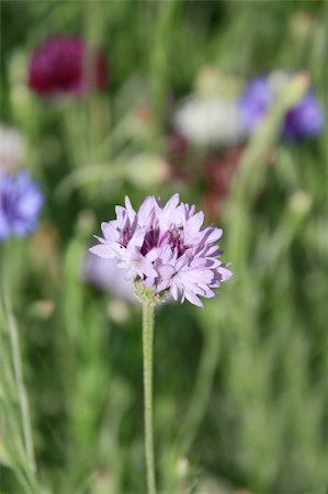 Cornflower Foto de stock - Royalty-Free Super Valor e Assinatura, Número: 400-04305616