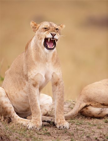 simsearch:400-04295844,k - Lioness (panthera leo) growling in savannah in South Africa Fotografie stock - Microstock e Abbonamento, Codice: 400-04305635
