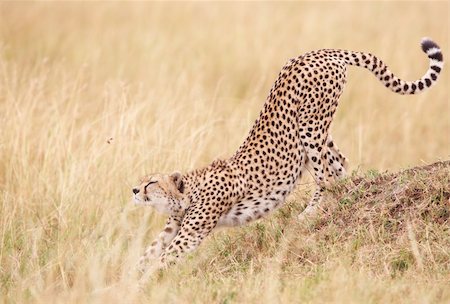 Cheetah (Acinonyx jubatus) stretching in savannah in South Africa Stock Photo - Budget Royalty-Free & Subscription, Code: 400-04305636