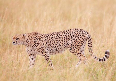 simsearch:400-04295847,k - Cheetah (Acinonyx jubatus) walking in savannah in South Africa Photographie de stock - Aubaine LD & Abonnement, Code: 400-04305637