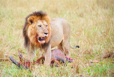 Single male lion (panthera leo) with a kill in savannah in South Africa Stock Photo - Budget Royalty-Free & Subscription, Code: 400-04305630