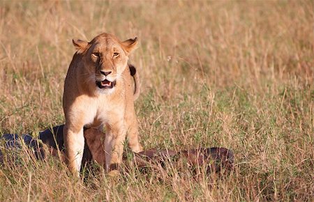 simsearch:400-04295844,k - Single female lioness (panthera leo) with the kill in savannah in South Africa Fotografie stock - Microstock e Abbonamento, Codice: 400-04305640