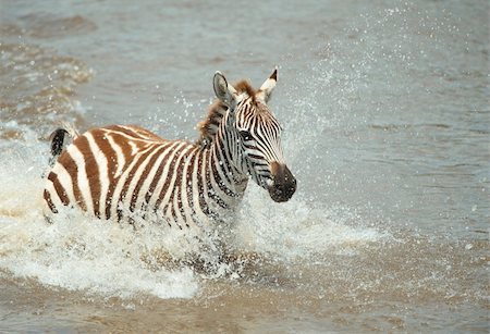 Single zebra (African Equids) crossing the river in nature reserve in South Africa Stock Photo - Budget Royalty-Free & Subscription, Code: 400-04305643