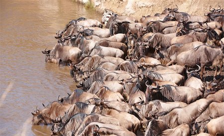 simsearch:400-04521116,k - Herd of Blue wildebeest (Connochaetes taurinus) drinking from the river in South Africa Stock Photo - Budget Royalty-Free & Subscription, Code: 400-04305654