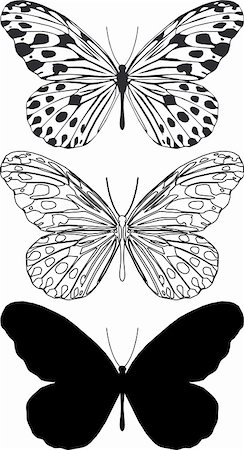 Illustration butterfly in vector. Stock Photo - Budget Royalty-Free & Subscription, Code: 400-04305656