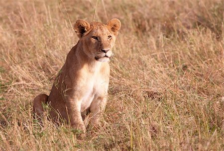 Lion (panthera leo) cub sitting in savannah in South Africa Stock Photo - Budget Royalty-Free & Subscription, Code: 400-04305650