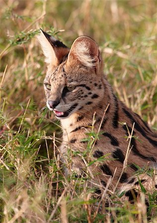 simsearch:400-04305665,k - African Serval (Leptailurus serval), medium-sized African wild cat, sitting in savannah in South Africa Foto de stock - Super Valor sin royalties y Suscripción, Código: 400-04305664