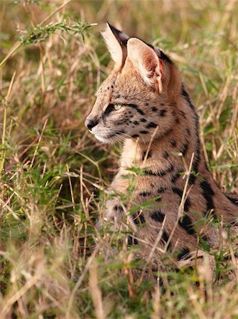 serval - African Serval (Leptailurus serval), medium-sized African wild cat, sitting in savannah in South Africa Foto de stock - Super Valor sin royalties y Suscripción, Código: 400-04305665