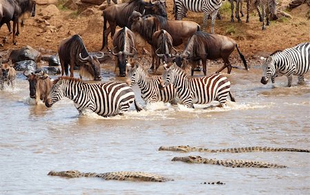 Herd of zebras (African Equids) and Blue Wildebeest (Connochaetes taurinus) crossing the river infested with Crocodiles (Crocodylus niloticus) in nature reserve in South Africa Foto de stock - Super Valor sin royalties y Suscripción, Código: 400-04305667