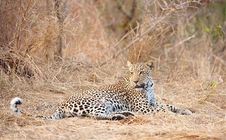 simsearch:400-04808529,k - Leopard (Panthera pardus) resting in savannah in nature reserve in South Africa Stockbilder - Microstock & Abonnement, Bildnummer: 400-04305668