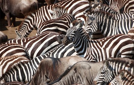 Herd of zebras (African Equids) and Blue Wildebeest (Connochaetes taurinus) crossing the river in nature reserve in South Africa Stock Photo - Budget Royalty-Free & Subscription, Code: 400-04305661