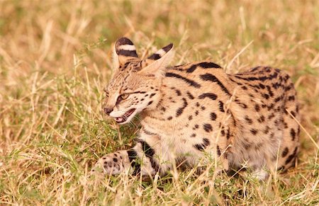 simsearch:400-04305665,k - African Serval (Leptailurus serval), medium-sized African wild cat, sitting in savannah in South Africa Foto de stock - Super Valor sin royalties y Suscripción, Código: 400-04305662