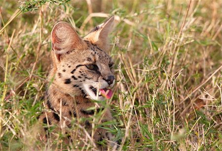 serval - African Serval (Leptailurus serval), medium-sized African wild cat, sitting in savannah in South Africa Foto de stock - Super Valor sin royalties y Suscripción, Código: 400-04305663