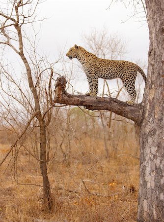 simsearch:400-04808529,k - Leopard (Panthera pardus) standing alert on the tree in nature reserve in South Africa Stockbilder - Microstock & Abonnement, Bildnummer: 400-04305677