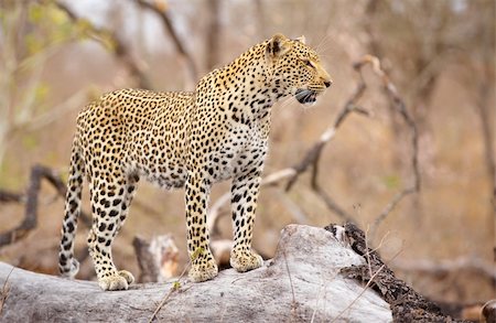 simsearch:400-04808529,k - Leopard (Panthera pardus) standing alert on the tree in nature reserve in South Africa Stockbilder - Microstock & Abonnement, Bildnummer: 400-04305678