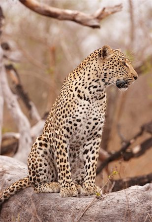 simsearch:400-04295912,k - Leopard (Panthera pardus) sitting alert on the tree in nature reserve in South Africa Foto de stock - Super Valor sin royalties y Suscripción, Código: 400-04305679