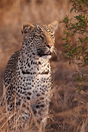 simsearch:400-04808529,k - Leopard (Panthera pardus) standing alert in savannah in nature reserve in South Africa Stockbilder - Microstock & Abonnement, Bildnummer: 400-04305673