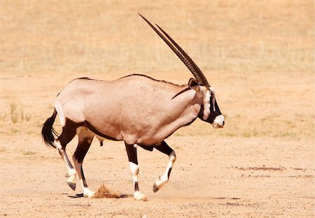 Single wild Gemsbok (Oryx Gazella) standing in the nature reserve in South Africa Photographie de stock - Aubaine LD & Abonnement, Code: 400-04305686