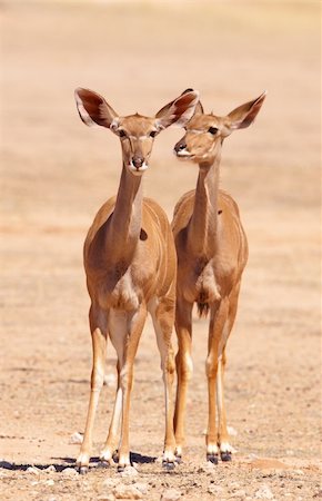 Group of Kudu (Tragelaphus Strepsiceros) standing in the nature reserve in South Africa Photographie de stock - Aubaine LD & Abonnement, Code: 400-04305688