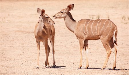 Group of Kudu (Tragelaphus Strepsiceros) standing in the nature reserve in South Africa Photographie de stock - Aubaine LD & Abonnement, Code: 400-04305689