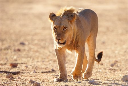 Single Lion (panthera leo) walking in savannah in South Africa Stock Photo - Budget Royalty-Free & Subscription, Code: 400-04305695