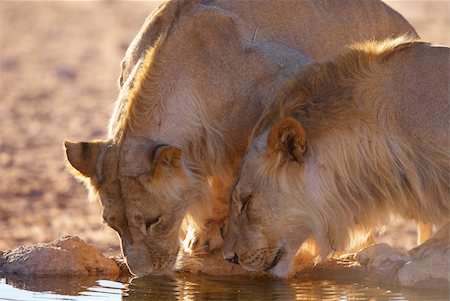 simsearch:400-04808529,k - Two lionesses (panthera leo) drinking water fom the water hole in savannah in South Africa Stockbilder - Microstock & Abonnement, Bildnummer: 400-04305697