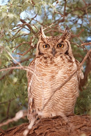 simsearch:400-04807198,k - Spotted Eagle Owl (Bubo Africanus) sitting on the tree in South Africa Stock Photo - Budget Royalty-Free & Subscription, Code: 400-04305691
