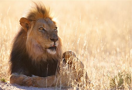 Single Lion (panthera leo) lying in savannah in South Africa Stock Photo - Budget Royalty-Free & Subscription, Code: 400-04305692