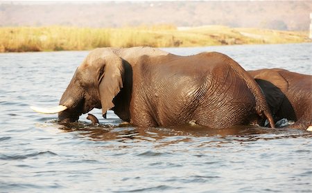 simsearch:400-04378395,k - Large herd of African elephants (Loxodonta Africana) walking through the river in Botswana Stock Photo - Budget Royalty-Free & Subscription, Code: 400-04305706