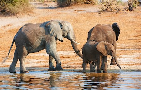 simsearch:400-04315148,k - Large herd of African elephants (Loxodonta Africana) drinking from the river in Botswana Stock Photo - Budget Royalty-Free & Subscription, Code: 400-04305707