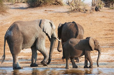 simsearch:400-07232278,k - Group of Large and small African elephants (Loxodonta Africana) drinking water from the river in savanna in Botswana Foto de stock - Royalty-Free Super Valor e Assinatura, Número: 400-04305708