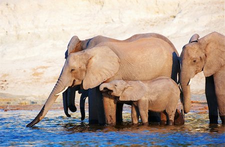 simsearch:400-06062920,k - Large herd of African elephants (Loxodonta Africana) drinking from the river in Botswana Foto de stock - Super Valor sin royalties y Suscripción, Código: 400-04305709