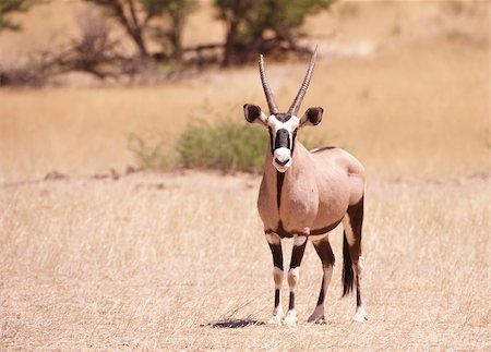 south africa game reserve antelope - Single wild Gemsbok (Oryx Gazella) standing in the nature reserve in South Africa Stock Photo - Budget Royalty-Free & Subscription, Code: 400-04305703