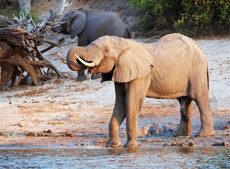 simsearch:400-06062920,k - Large herd of African elephants (Loxodonta Africana) drinking from the river in Botswana Foto de stock - Super Valor sin royalties y Suscripción, Código: 400-04305710