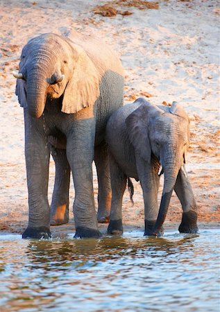 simsearch:400-06062920,k - Large herd of African elephants (Loxodonta Africana) drinking from the river in Botswana Foto de stock - Super Valor sin royalties y Suscripción, Código: 400-04305711