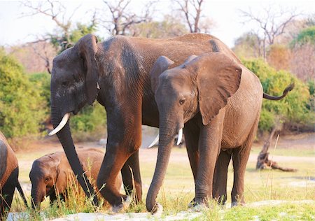 simsearch:400-04378419,k - Grand troupeau d'éléphants d'Afrique (Loxodonta Africana) à savannah au Botswana Photographie de stock - Aubaine LD & Abonnement, Code: 400-04305728