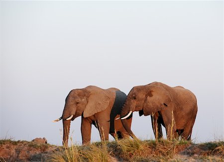 simsearch:400-04378419,k - Large herd of African elephants (Loxodonta Africana) in Botswana Photographie de stock - Aubaine LD & Abonnement, Code: 400-04305720