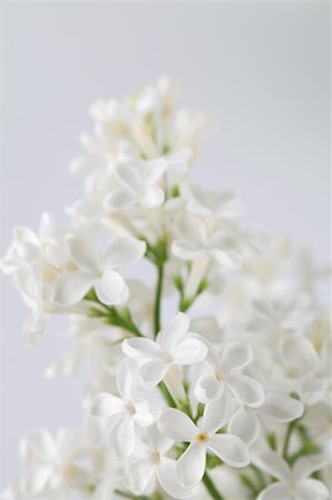 simsearch:400-08197381,k - Beautiful fragrant white lilac on white background. Soft focus Foto de stock - Super Valor sin royalties y Suscripción, Código: 400-04305824