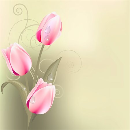 Light green background with bunch of pink tulips Stock Photo - Budget Royalty-Free & Subscription, Code: 400-04305904