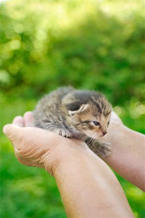 senior with cat - Hands of senior holding little kitten Stock Photo - Budget Royalty-Free & Subscription, Code: 400-04305943