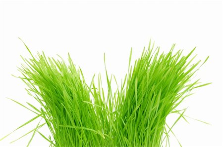 simsearch:400-05316370,k - green grass Isolated  on a white background Stock Photo - Budget Royalty-Free & Subscription, Code: 400-04305984