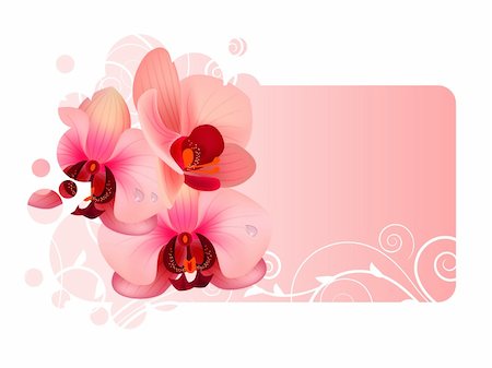 simsearch:400-07427493,k - Ornate frame with orchid pink flowers Foto de stock - Royalty-Free Super Valor e Assinatura, Número: 400-04306033