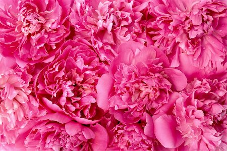 simsearch:400-05713050,k - Peony flower heads - background Stock Photo - Budget Royalty-Free & Subscription, Code: 400-04306076