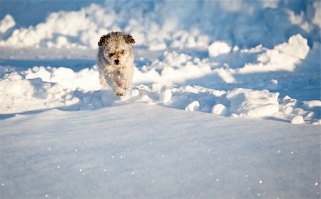 Small Yorkie dog jumping above deep snow Foto de stock - Royalty-Free Super Valor e Assinatura, Número: 400-04306125