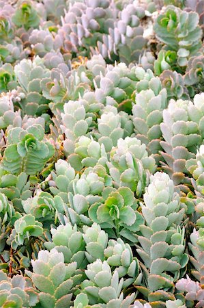 Close up of Kalanchoe - succulent Fotografie stock - Microstock e Abbonamento, Codice: 400-04306271