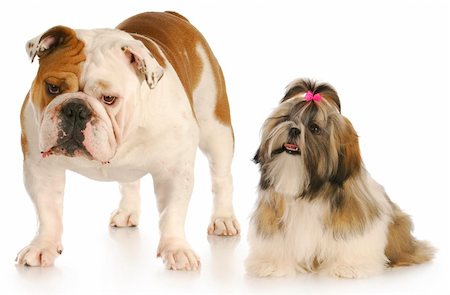 small to big dogs - shih looking up to smug looking english bulldog with reflection on white background Stock Photo - Budget Royalty-Free & Subscription, Code: 400-04306737