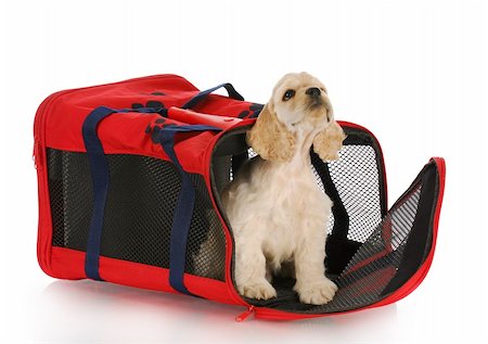 simsearch:400-07571868,k - puppy in a crate - american cocker spaniel in a red carrying bag Fotografie stock - Microstock e Abbonamento, Codice: 400-04306730